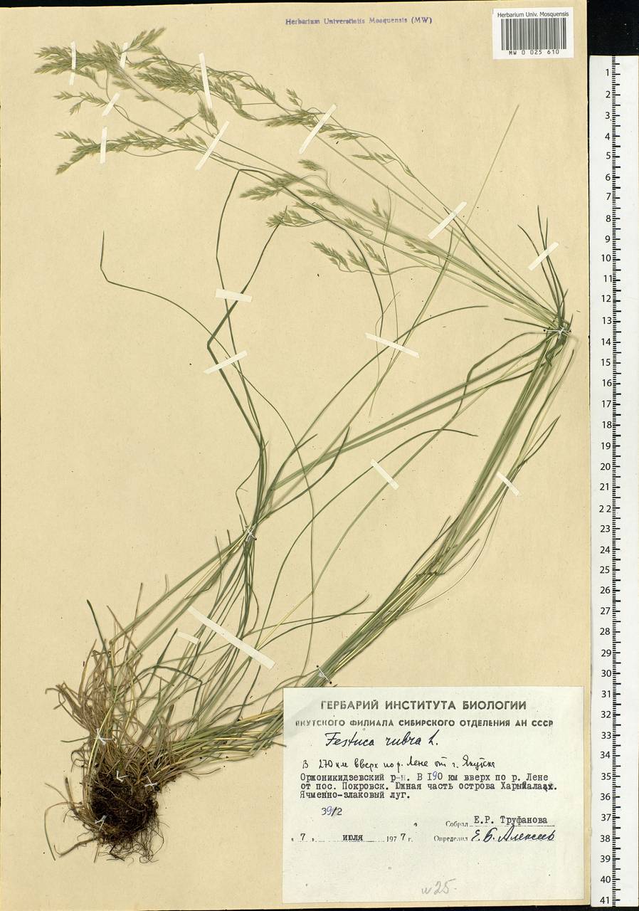 Festuca rubra L., Siberia, Yakutia (S5) (Russia)