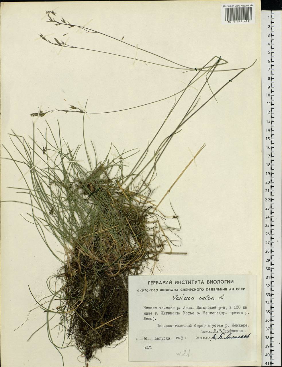 Festuca rubra L., Siberia, Yakutia (S5) (Russia)