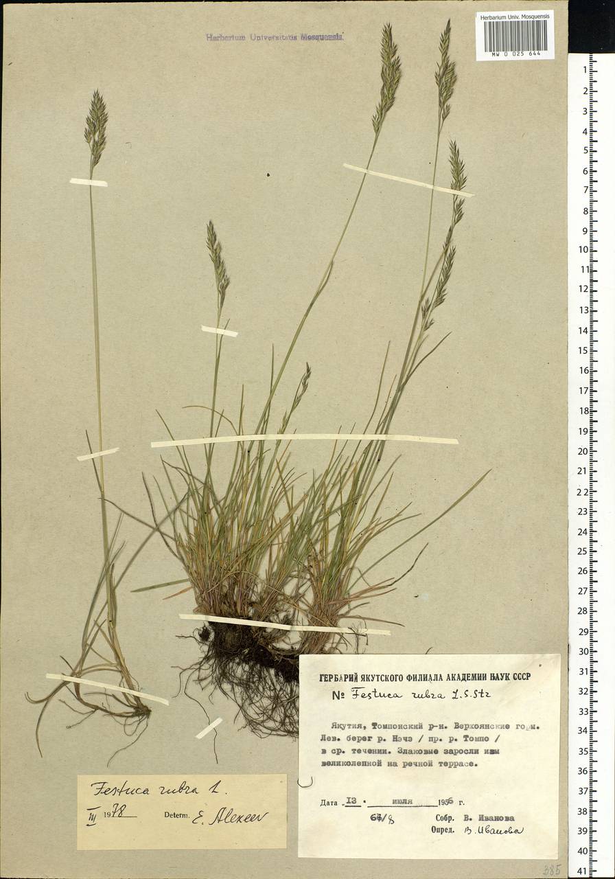 Festuca rubra L., Siberia, Yakutia (S5) (Russia)