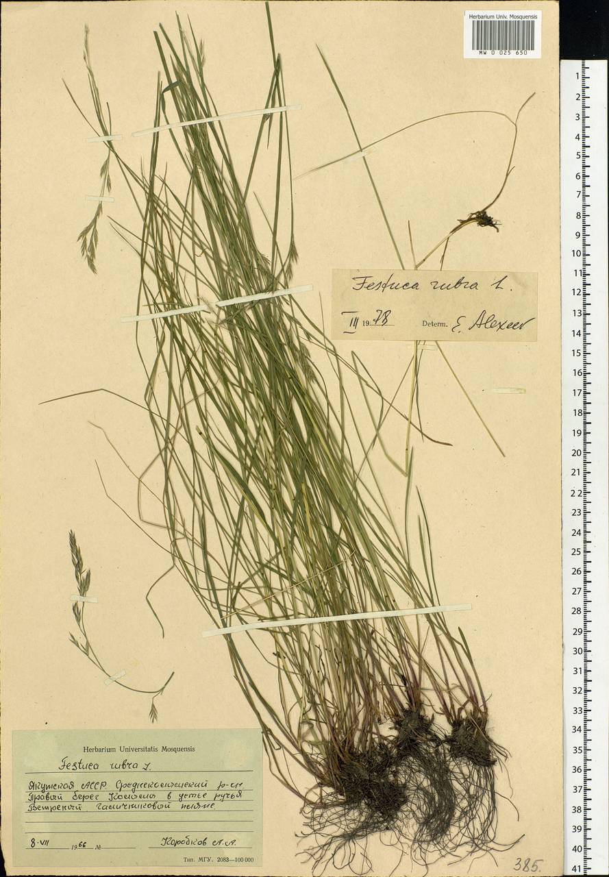 Festuca rubra L., Siberia, Yakutia (S5) (Russia)