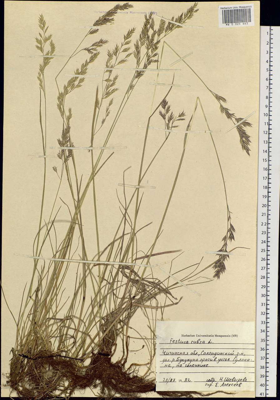 Festuca rubra L., Siberia, Baikal & Transbaikal region (S4) (Russia)