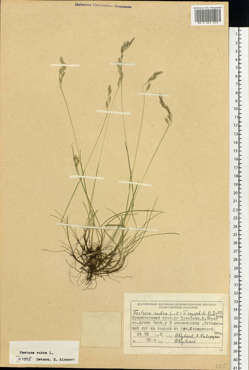 Festuca rubra L., Siberia, Central Siberia (S3) (Russia)