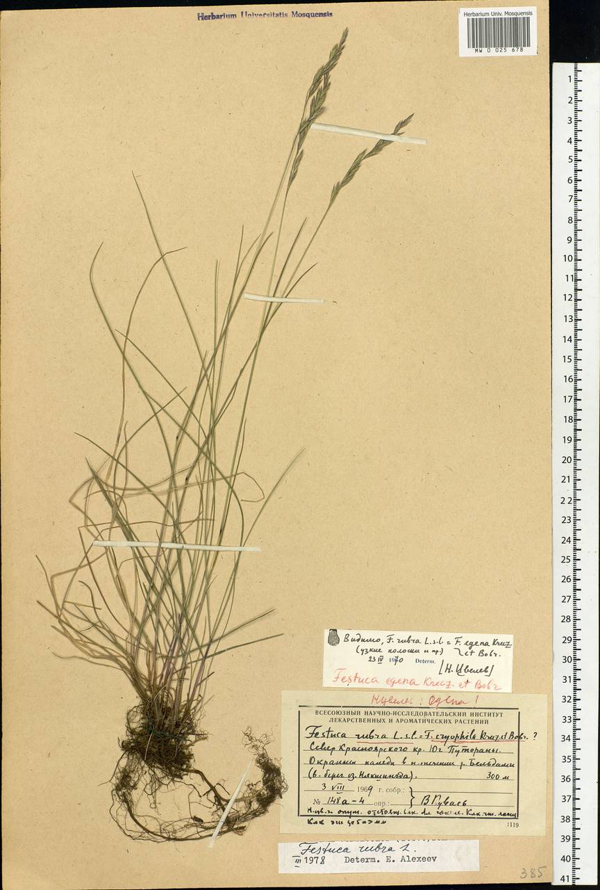Festuca rubra L., Siberia, Central Siberia (S3) (Russia)
