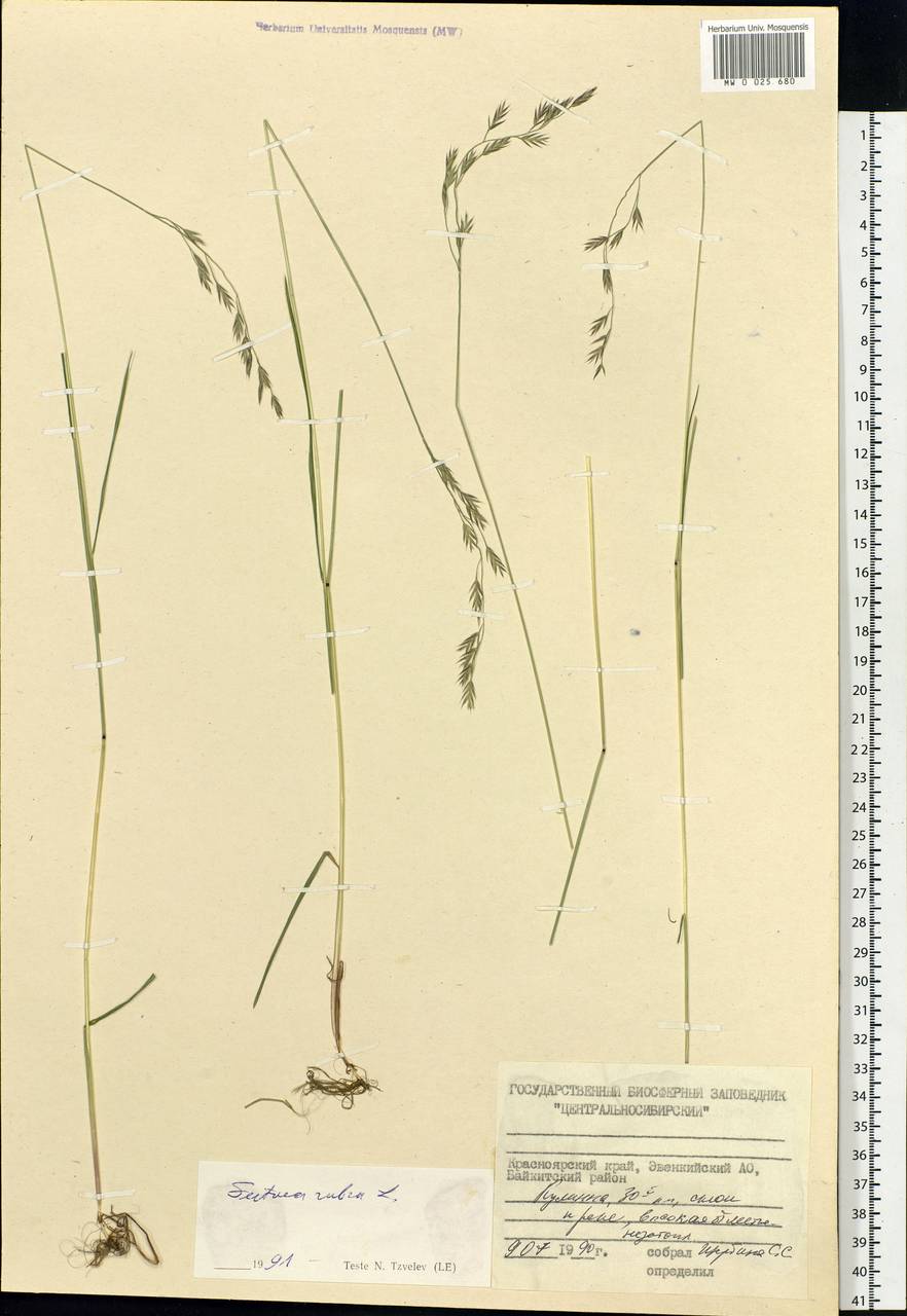 Festuca rubra L., Siberia, Central Siberia (S3) (Russia)