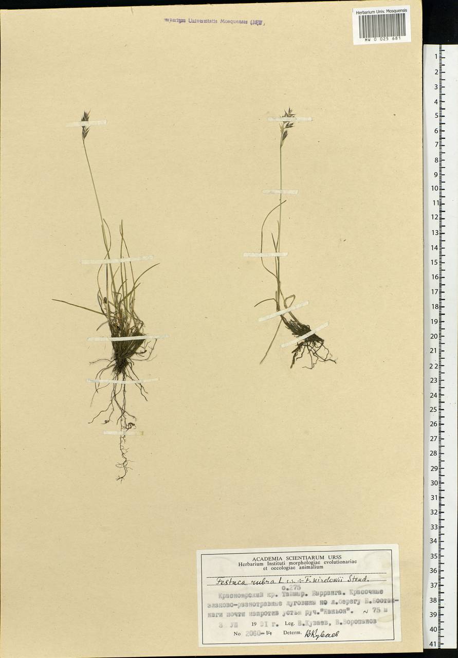 Festuca rubra L., Siberia, Central Siberia (S3) (Russia)