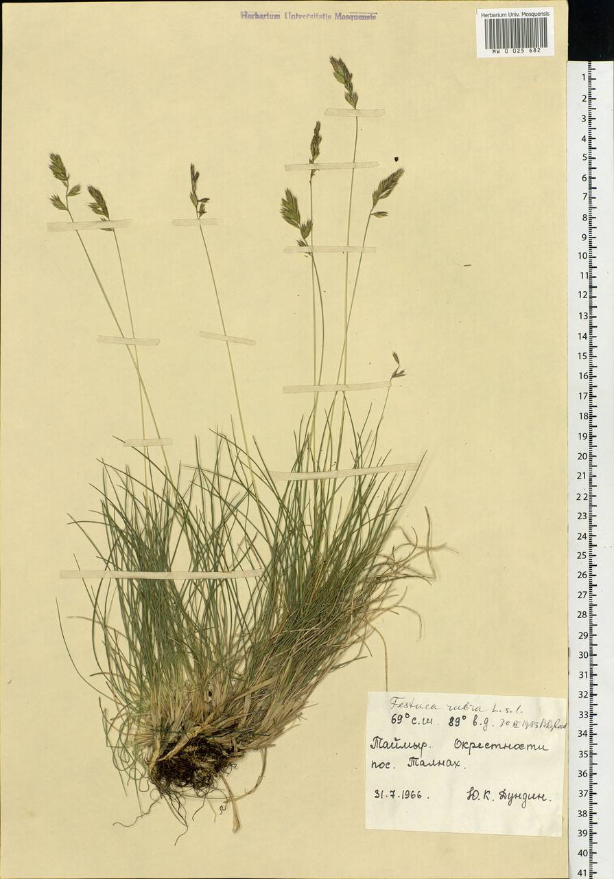 Festuca rubra L., Siberia, Central Siberia (S3) (Russia)