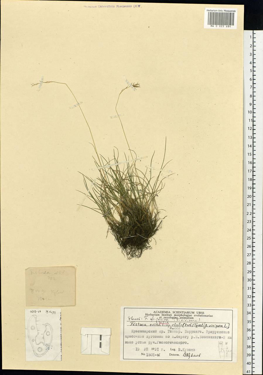 Festuca rubra L., Siberia, Central Siberia (S3) (Russia)