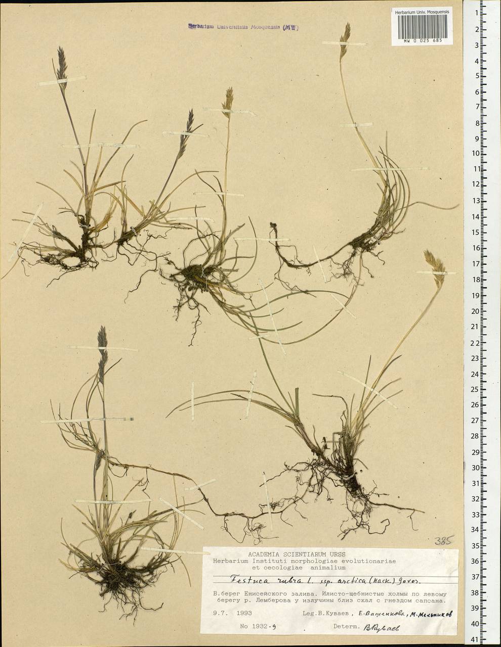 Festuca richardsonii Hook., Siberia, Central Siberia (S3) (Russia)