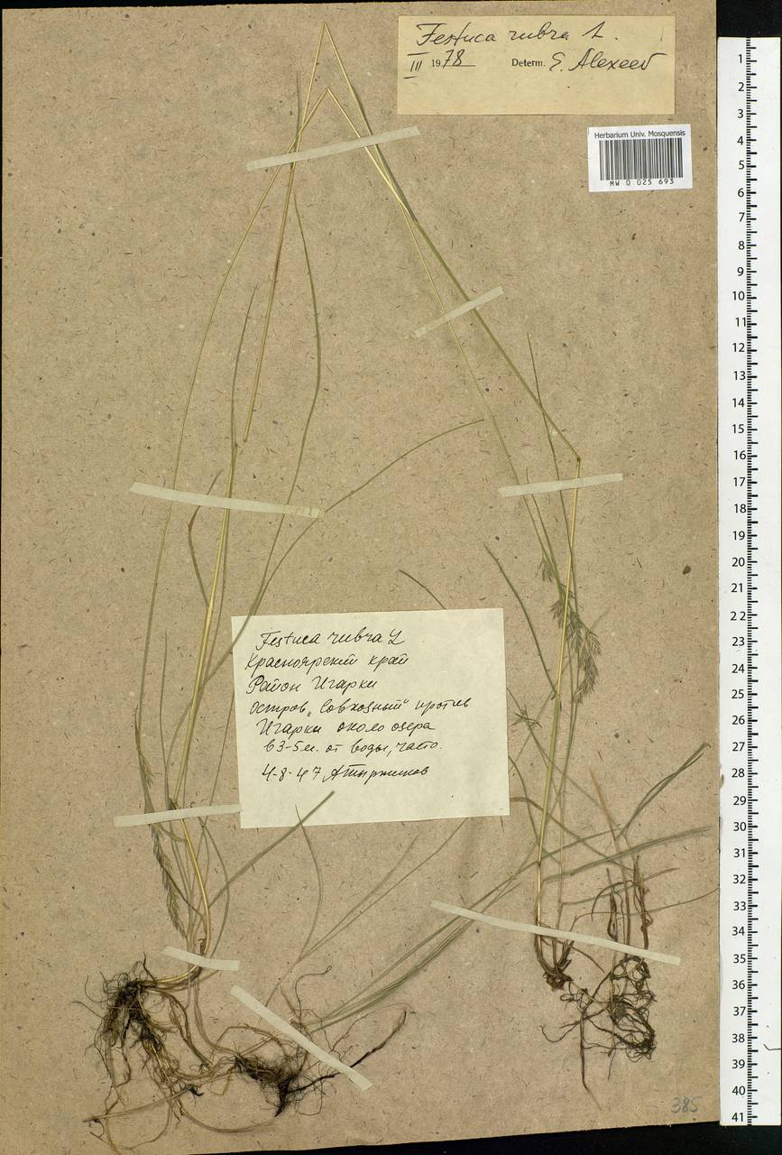 Festuca rubra L., Siberia, Central Siberia (S3) (Russia)