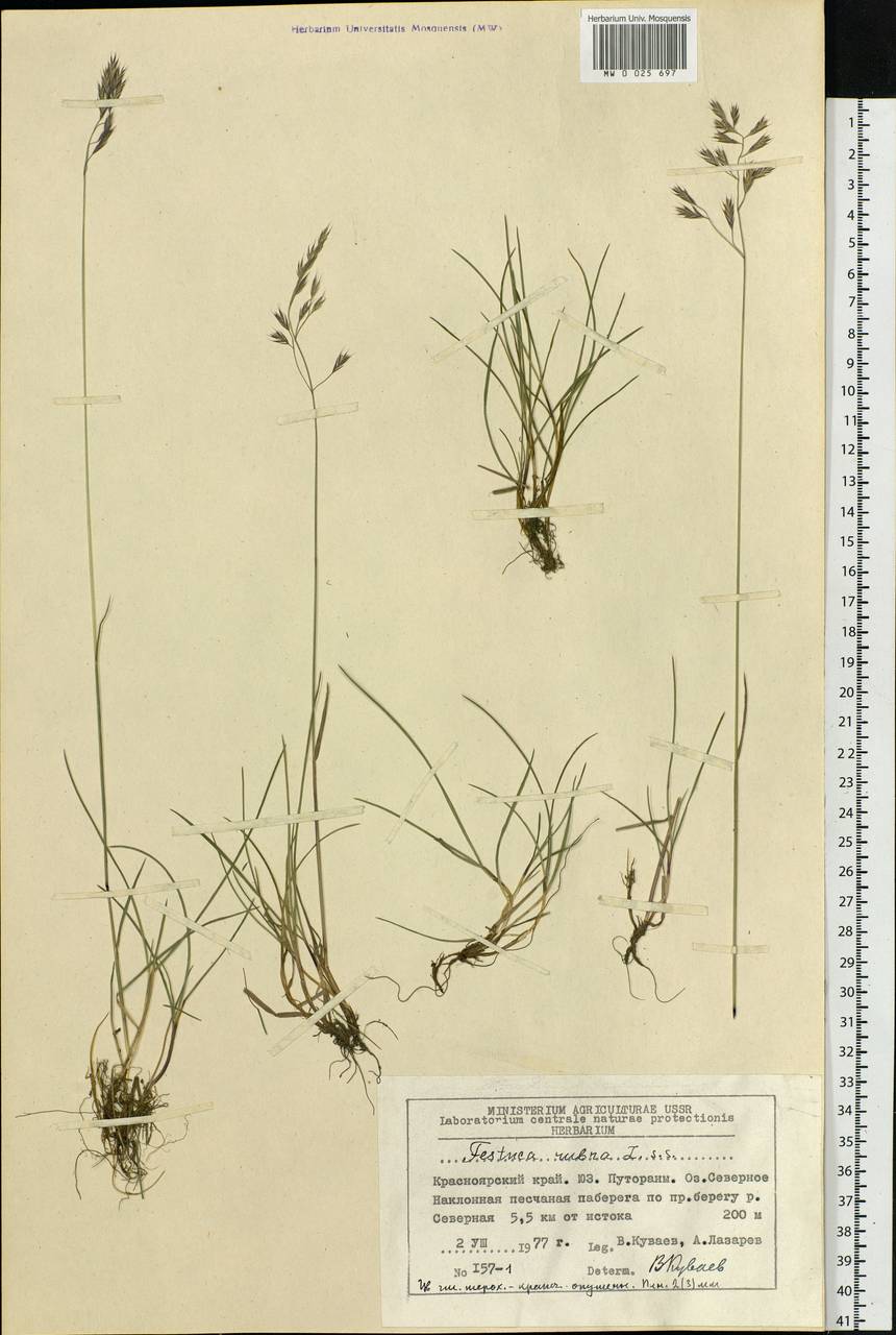 Festuca rubra L., Siberia, Central Siberia (S3) (Russia)