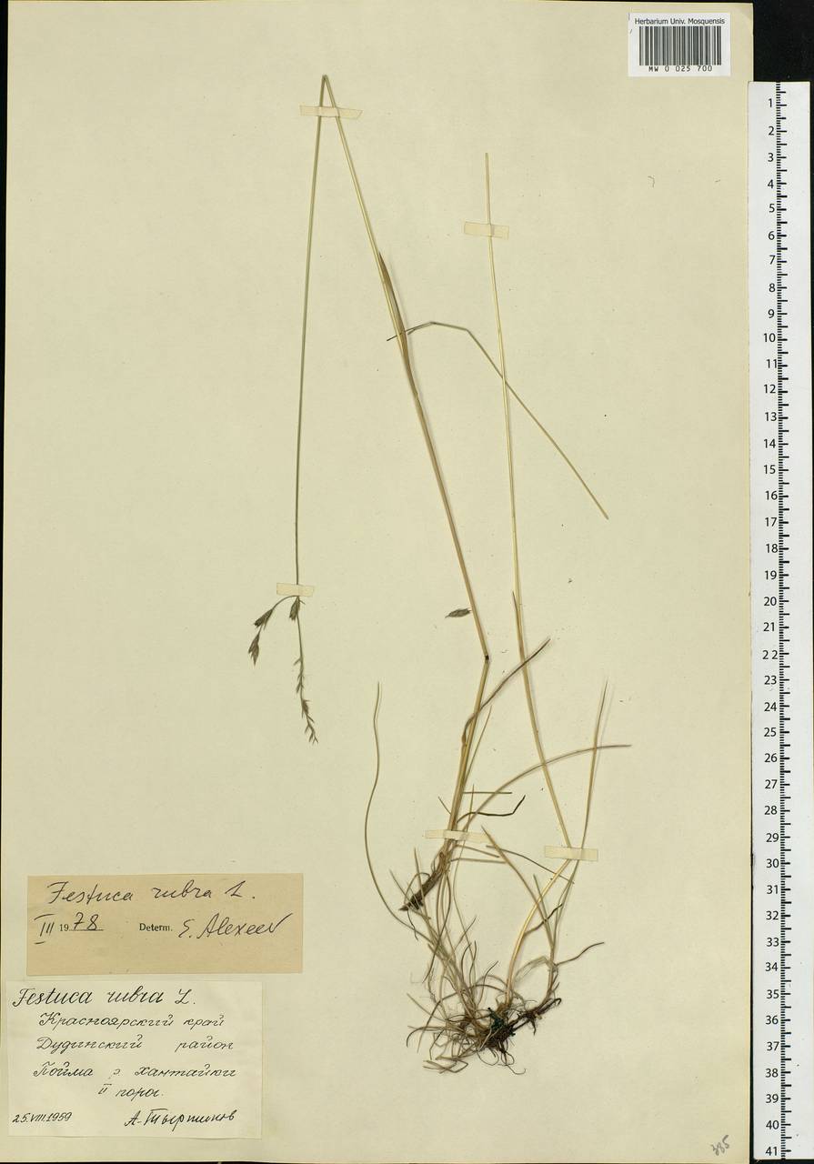 Festuca rubra L., Siberia, Central Siberia (S3) (Russia)