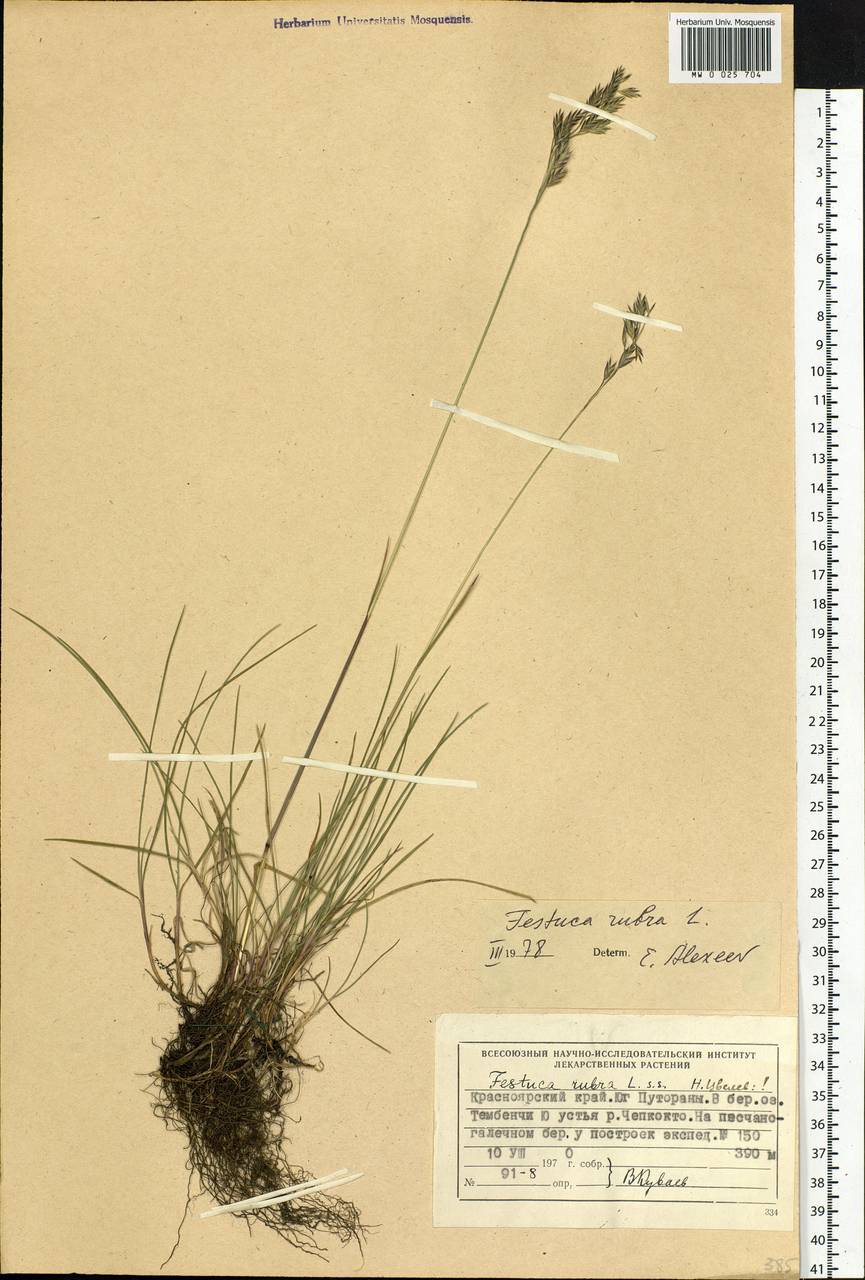 Festuca rubra L., Siberia, Central Siberia (S3) (Russia)