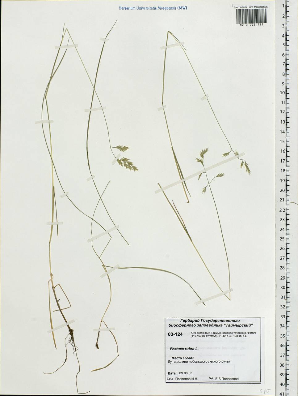 Festuca rubra L., Siberia, Central Siberia (S3) (Russia)
