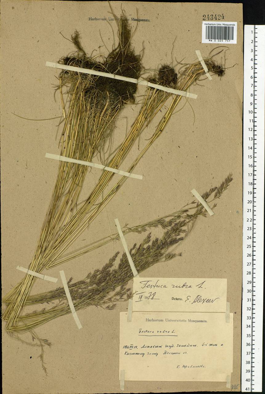 Festuca rubra L., Siberia, Altai & Sayany Mountains (S2) (Russia)
