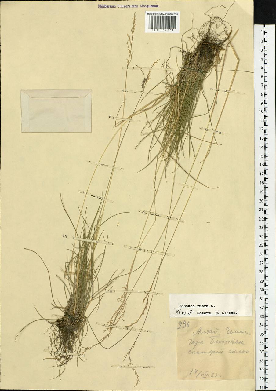 Festuca rubra L., Siberia, Altai & Sayany Mountains (S2) (Russia)