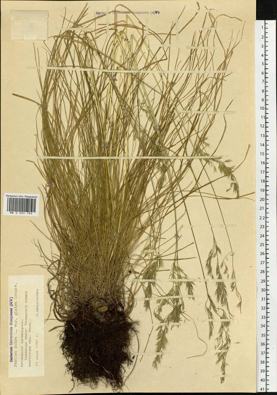 Festuca rubra L., Siberia, Altai & Sayany Mountains (S2) (Russia)
