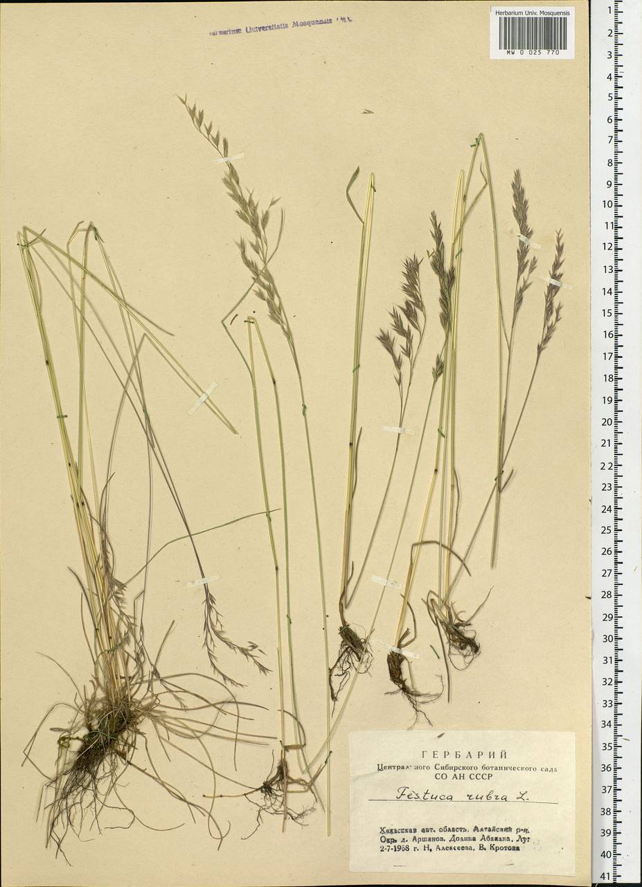 Festuca rubra L., Siberia, Altai & Sayany Mountains (S2) (Russia)
