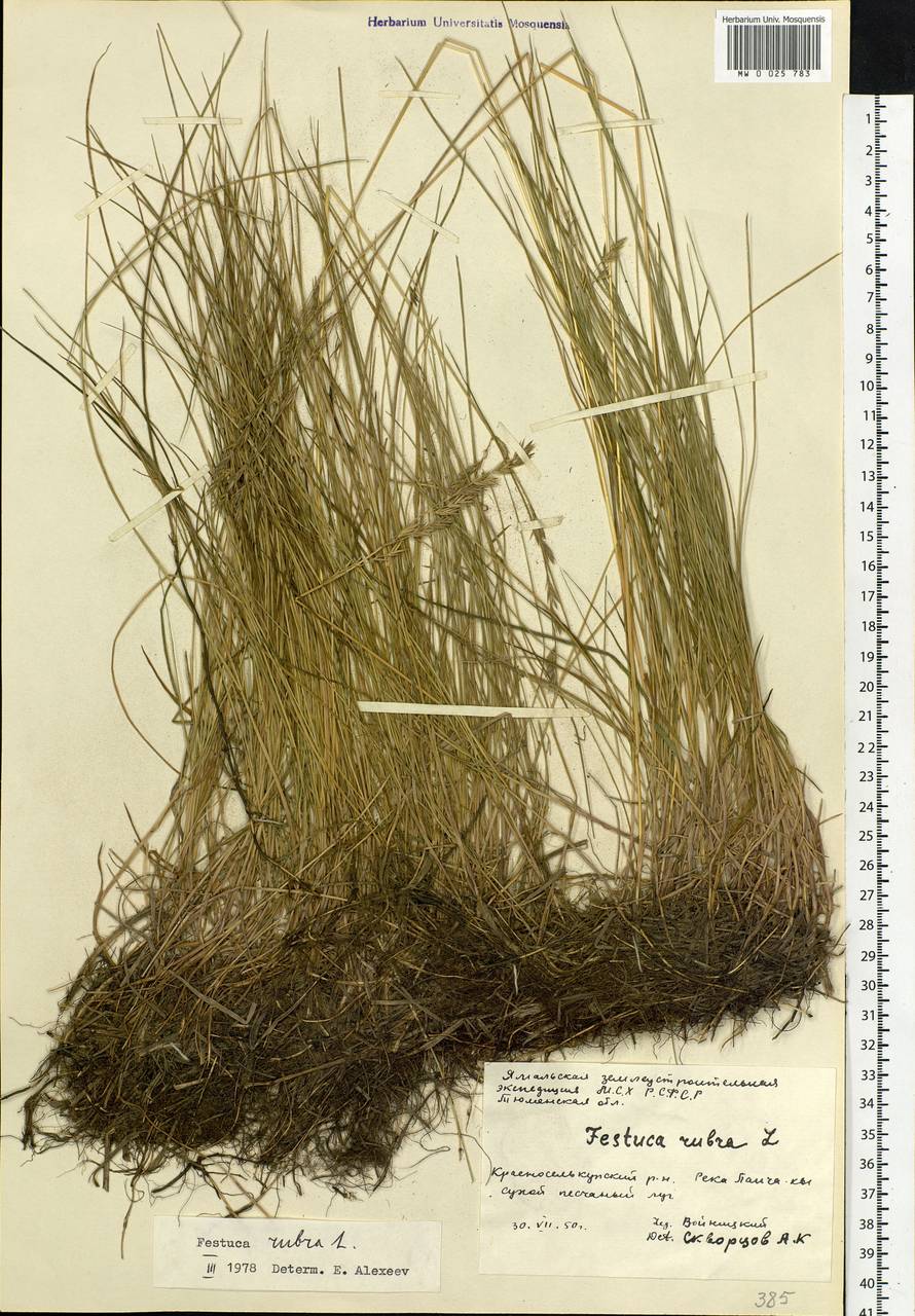 Festuca rubra L., Siberia, Western Siberia (S1) (Russia)
