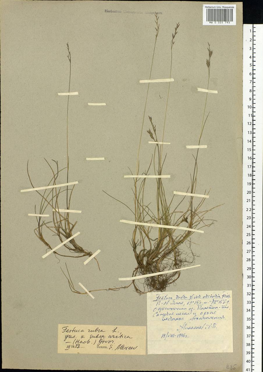 Festuca rubra L., Siberia, Western Siberia (S1) (Russia)