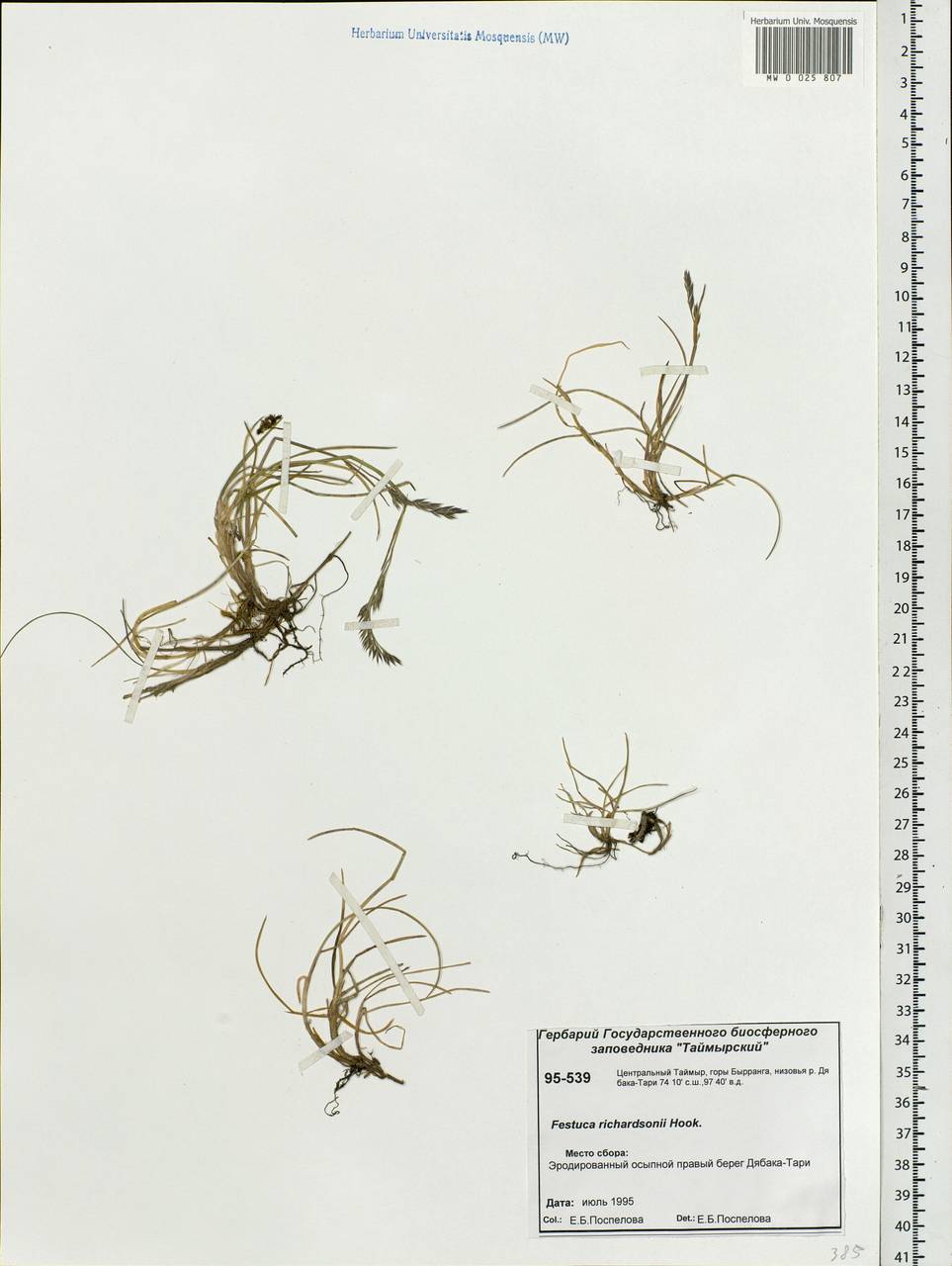Festuca richardsonii Hook., Siberia, Central Siberia (S3) (Russia)