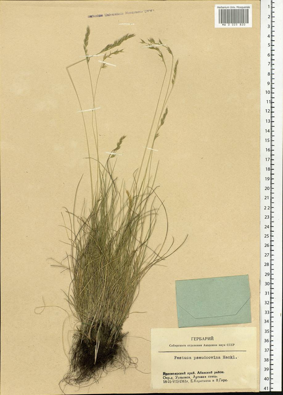 Festuca pulchra Schur, Siberia, Central Siberia (S3) (Russia)