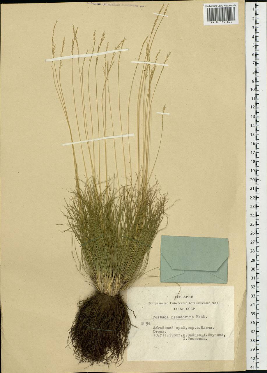 Festuca pulchra Schur, Siberia, Altai & Sayany Mountains (S2) (Russia)