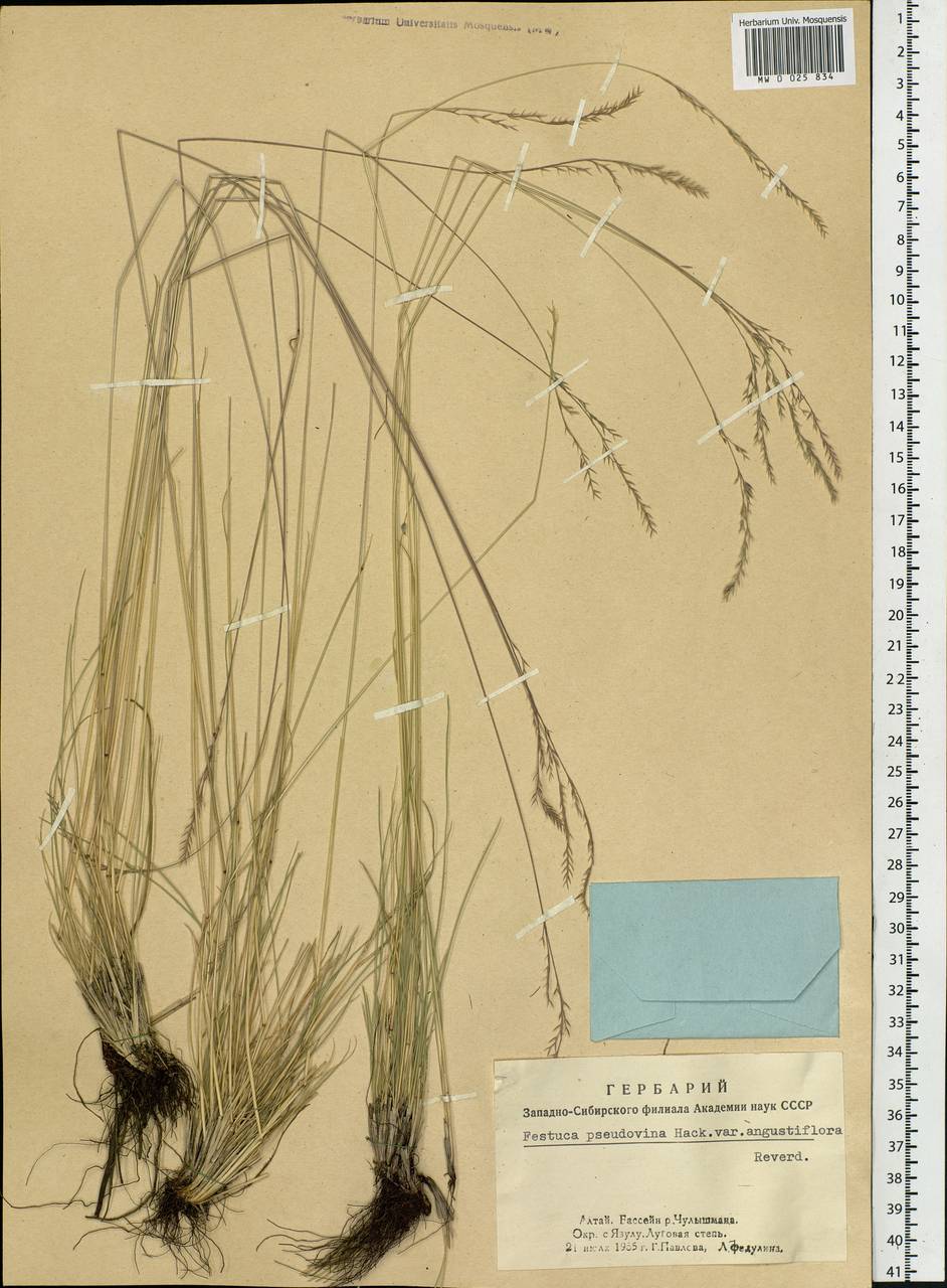 Festuca pulchra Schur, Siberia, Altai & Sayany Mountains (S2) (Russia)