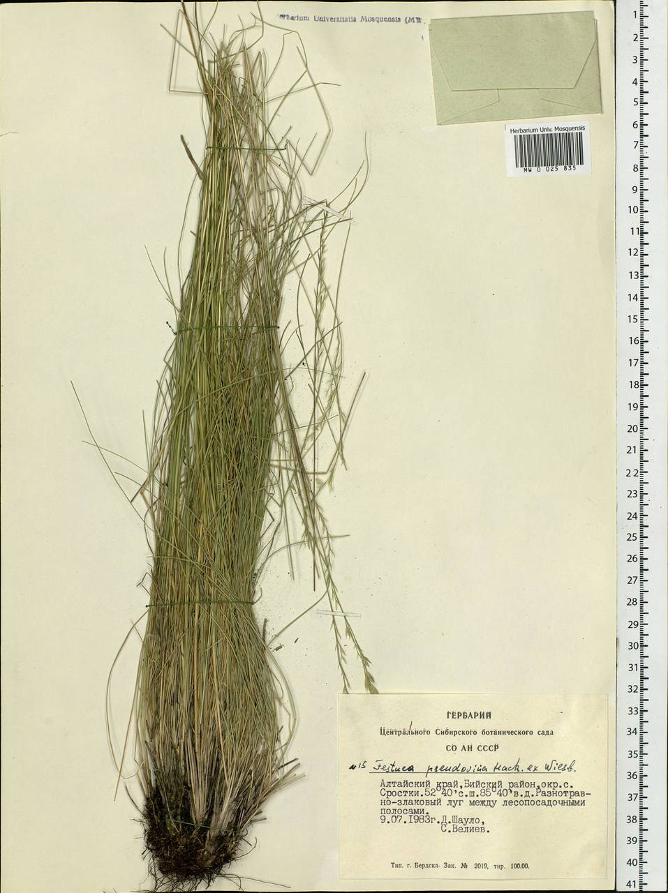 Festuca pulchra Schur, Siberia, Altai & Sayany Mountains (S2) (Russia)