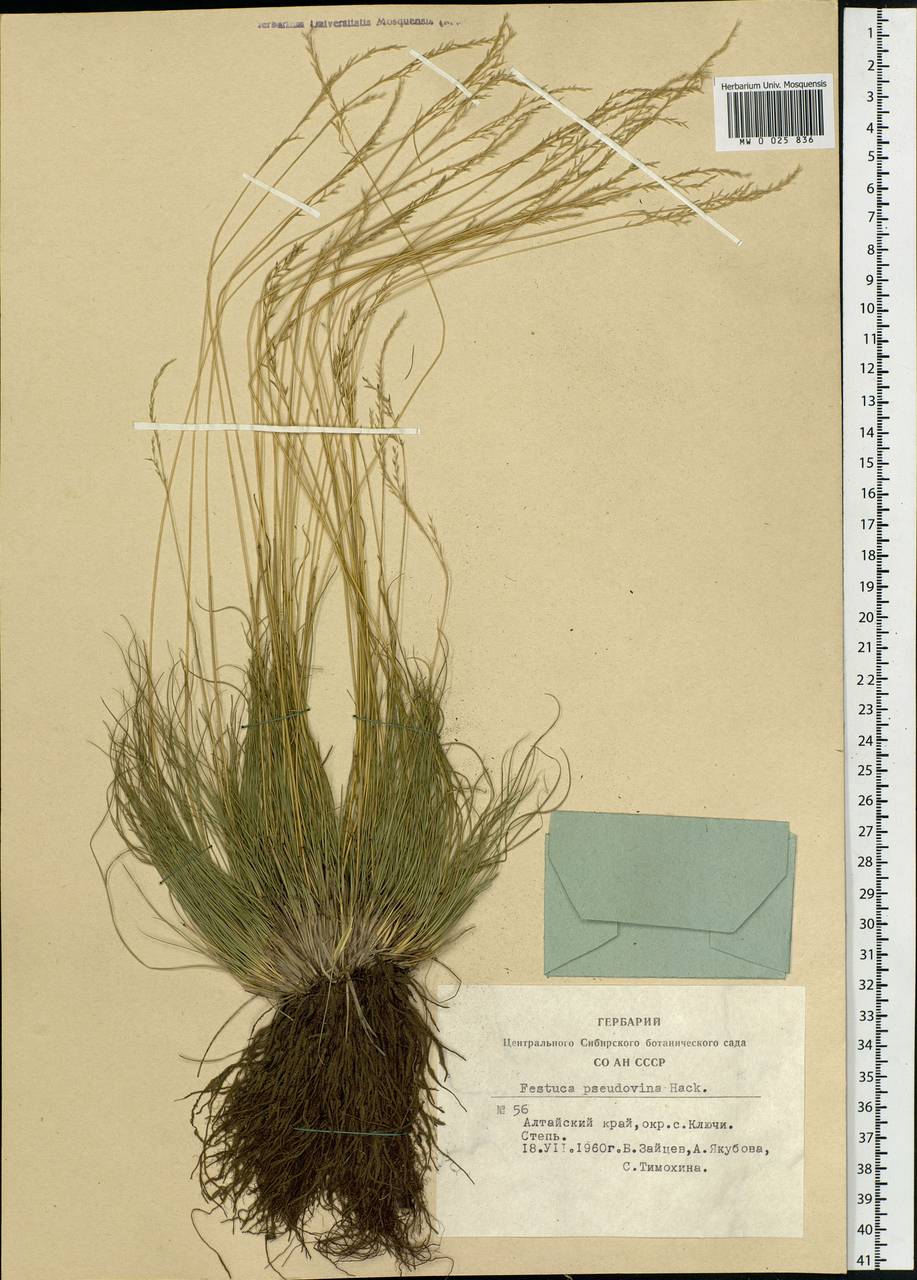 Festuca pulchra Schur, Siberia, Altai & Sayany Mountains (S2) (Russia)