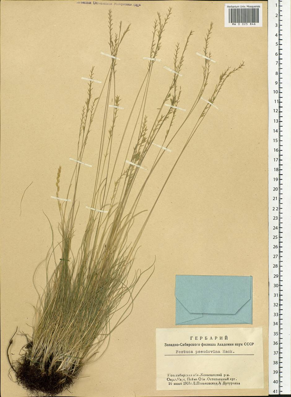 Festuca pulchra Schur, Siberia, Western Siberia (S1) (Russia)