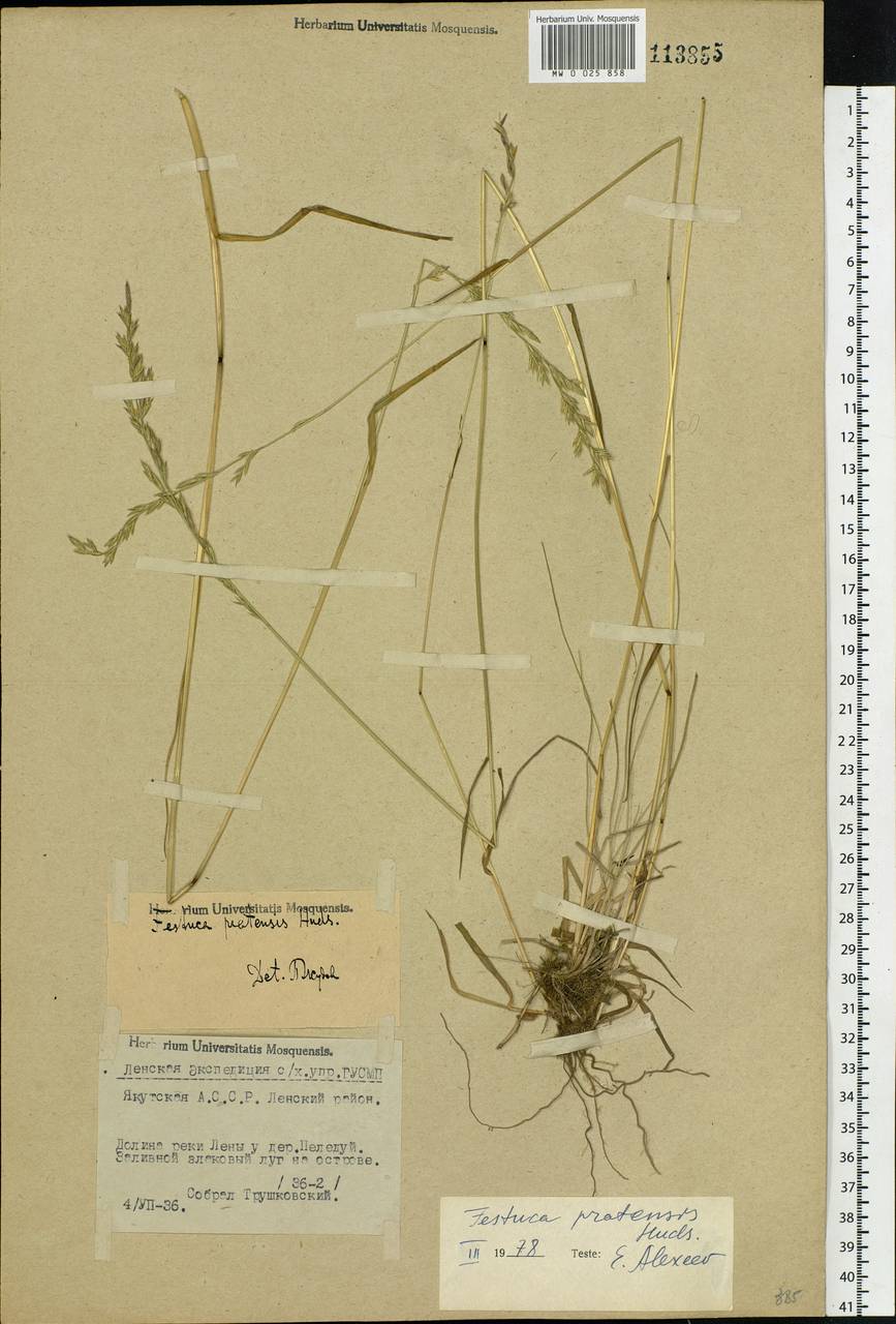 Lolium pratense, Siberia, Yakutia (S5) (Russia)