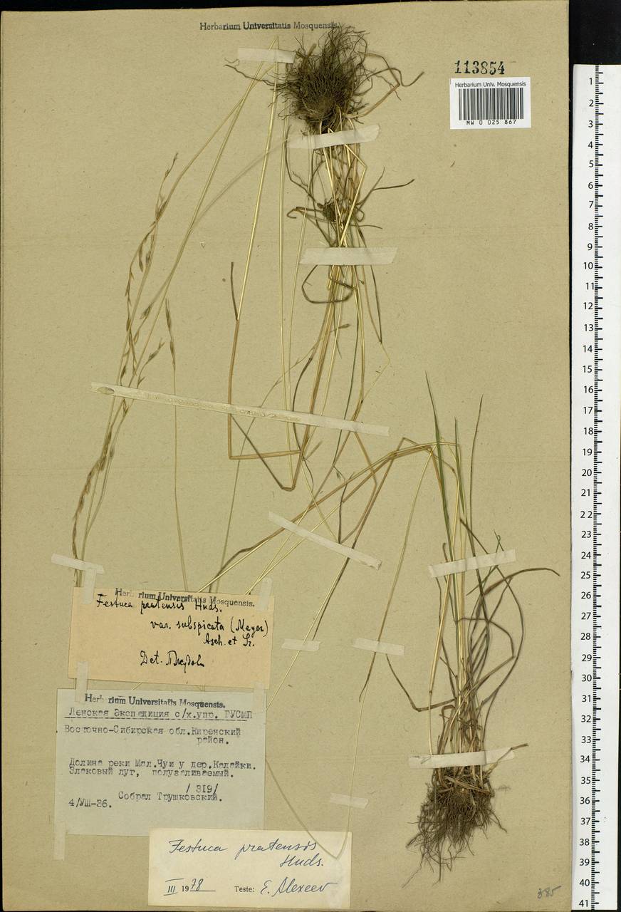 Lolium pratense, Siberia, Baikal & Transbaikal region (S4) (Russia)