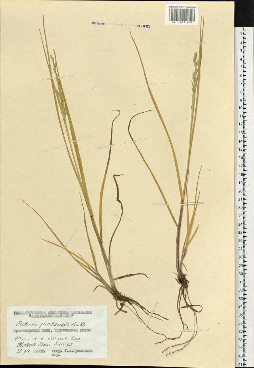 Lolium pratense, Siberia, Central Siberia (S3) (Russia)