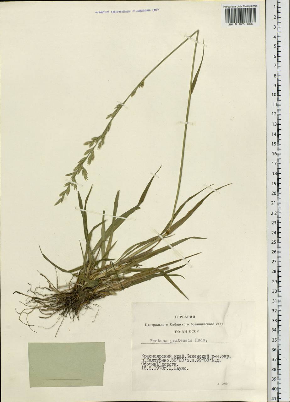 Lolium pratense, Siberia, Central Siberia (S3) (Russia)