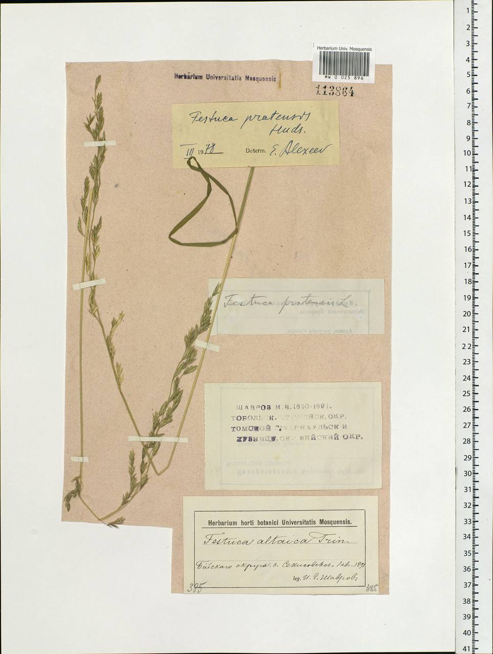 Lolium pratense, Siberia, Western (Kazakhstan) Altai Mountains (S2a) (Kazakhstan)
