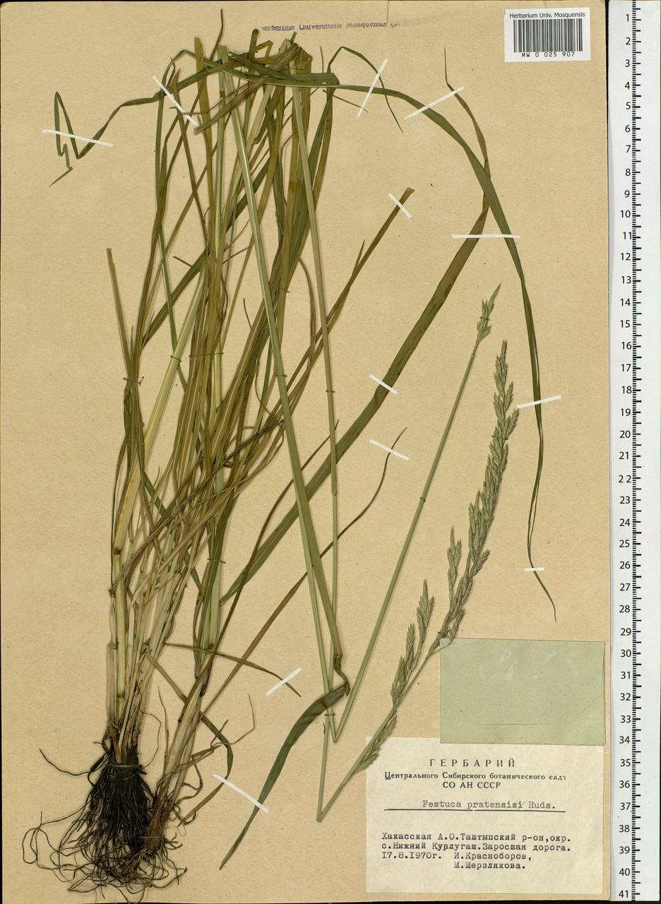 Lolium pratense, Siberia, Altai & Sayany Mountains (S2) (Russia)