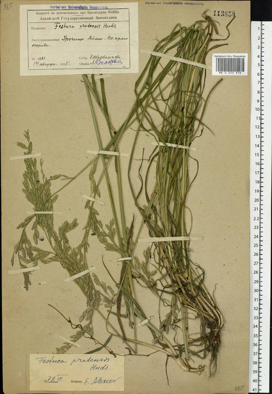 Lolium pratense (Huds.) Darbysh., Siberia, Altai & Sayany Mountains (S2) (Russia)