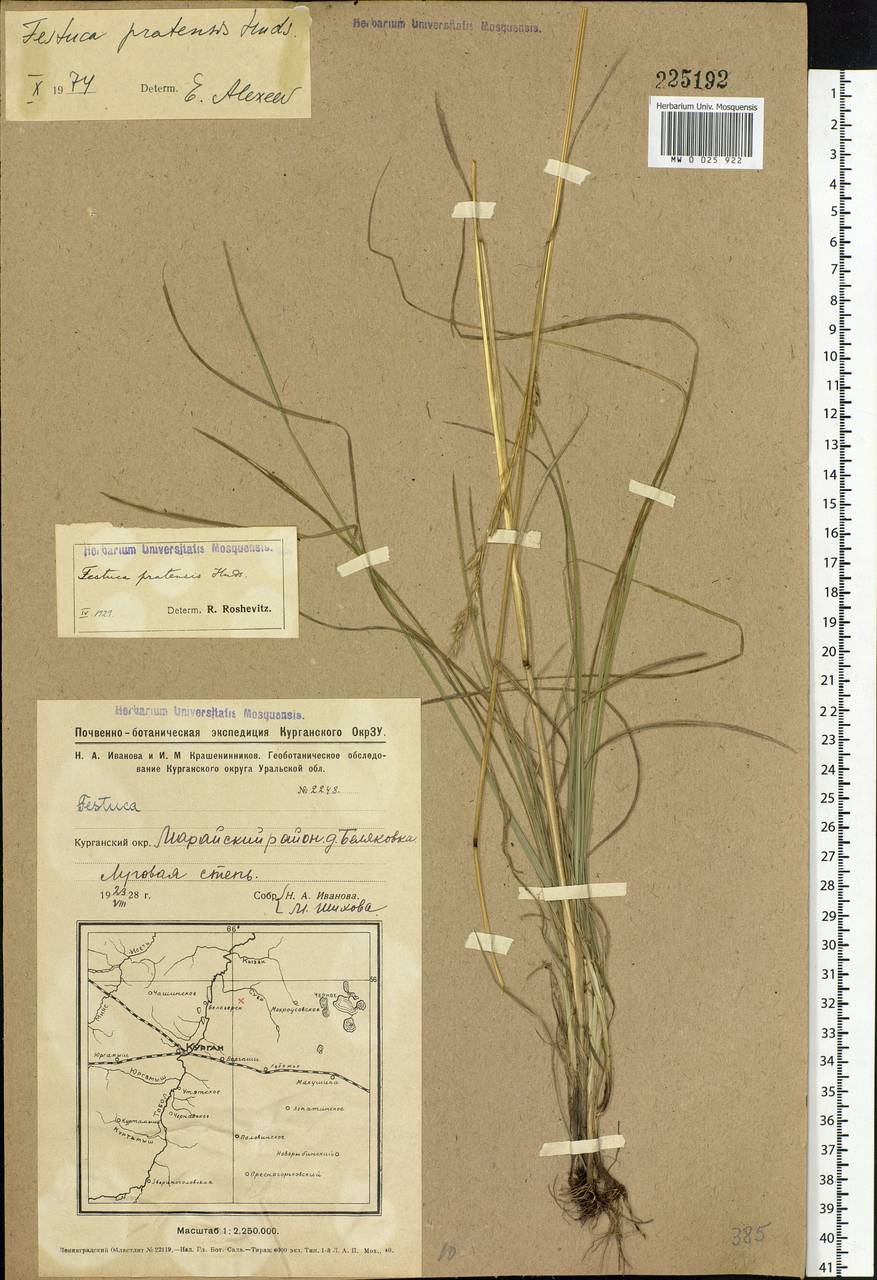 Lolium pratense, Siberia, Western Siberia (S1) (Russia)