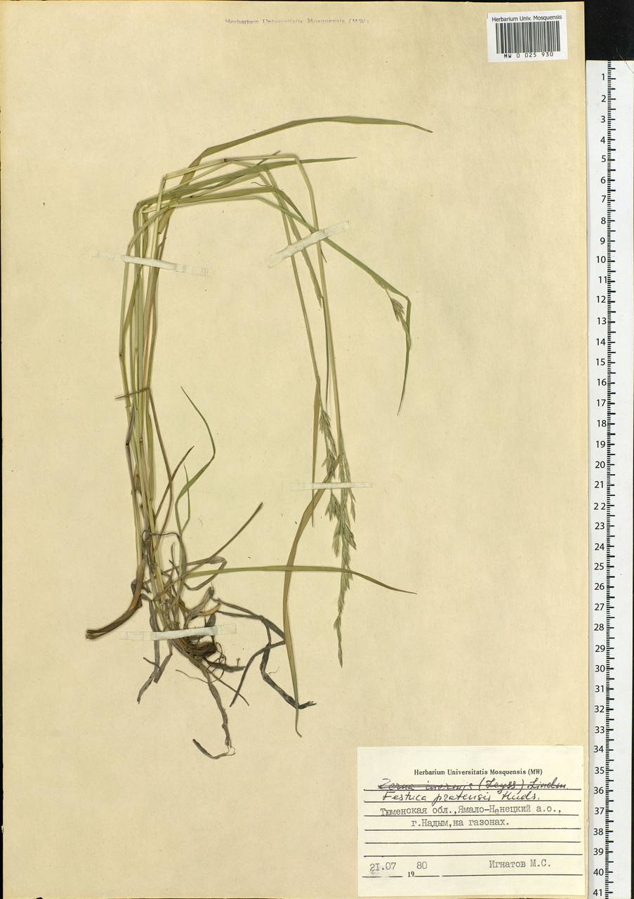 Lolium pratense, Siberia, Western Siberia (S1) (Russia)
