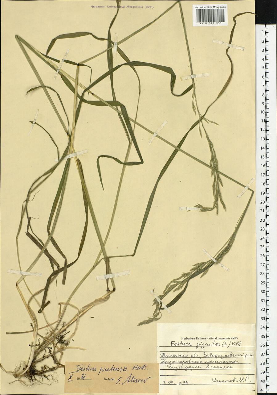 Lolium pratense, Siberia, Western Siberia (S1) (Russia)