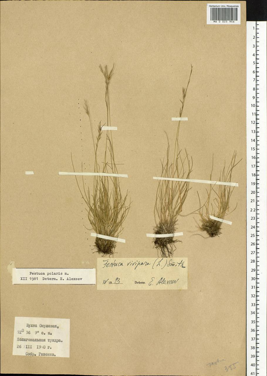 Festuca, Siberia, Central Siberia (S3) (Russia)