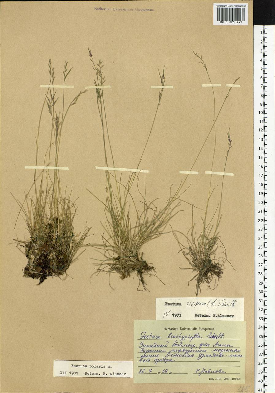 Festuca, Siberia, Central Siberia (S3) (Russia)