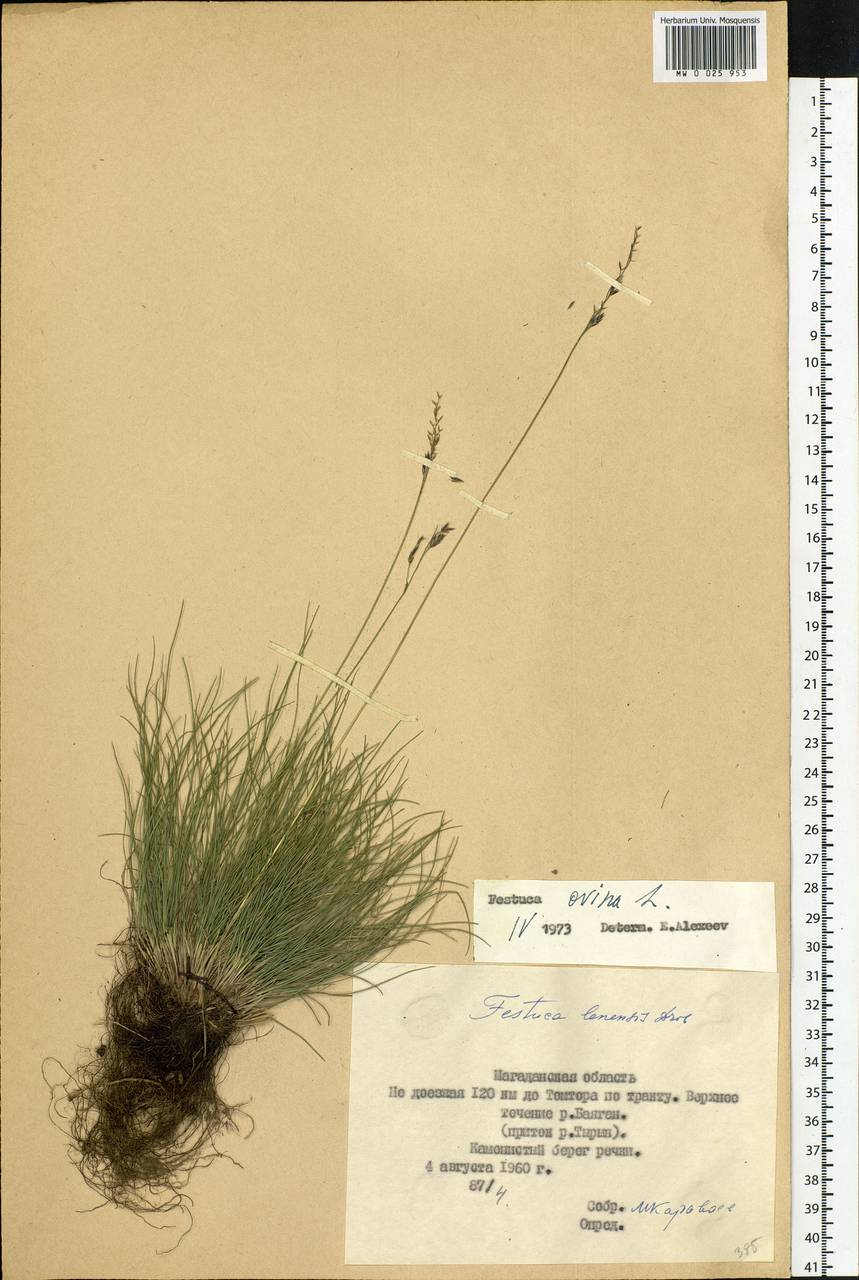 Festuca ovina L., Siberia, Chukotka & Kamchatka (S7) (Russia)