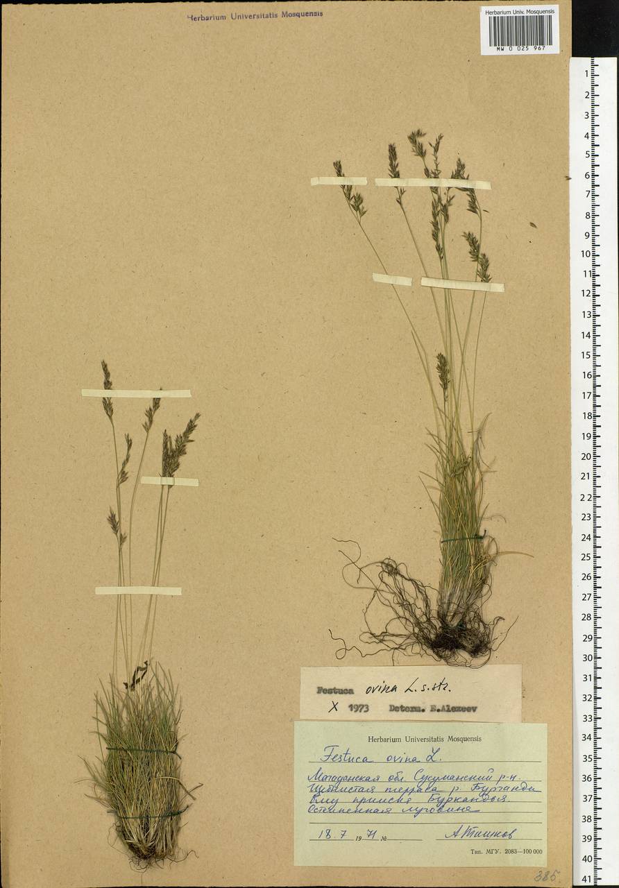 Festuca ovina L., Siberia, Chukotka & Kamchatka (S7) (Russia)