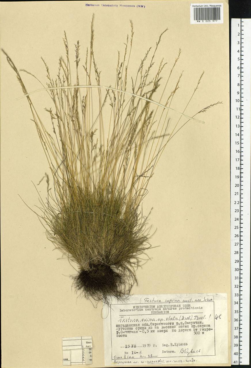Festuca ovina L., Siberia, Chukotka & Kamchatka (S7) (Russia)