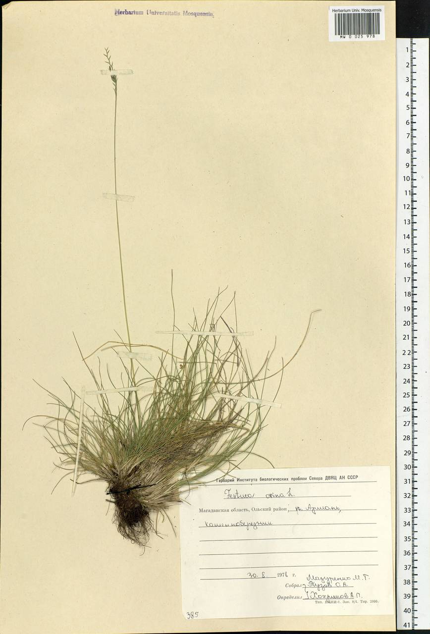 Festuca ovina L., Siberia, Chukotka & Kamchatka (S7) (Russia)