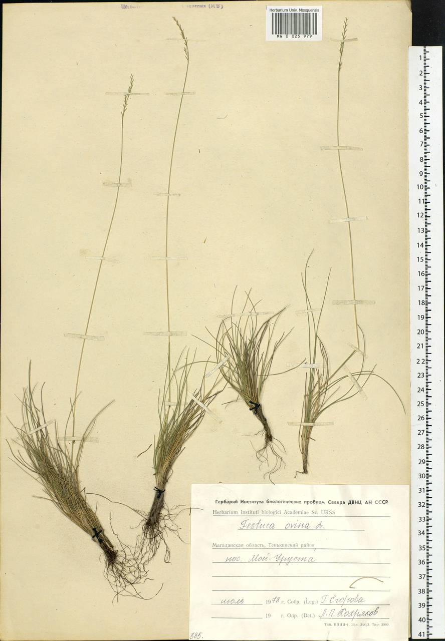 Festuca ovina L., Siberia, Chukotka & Kamchatka (S7) (Russia)