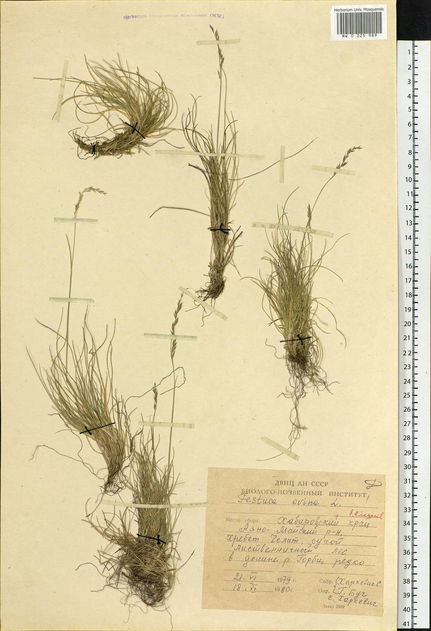 Festuca ovina L., Siberia, Russian Far East (S6) (Russia)