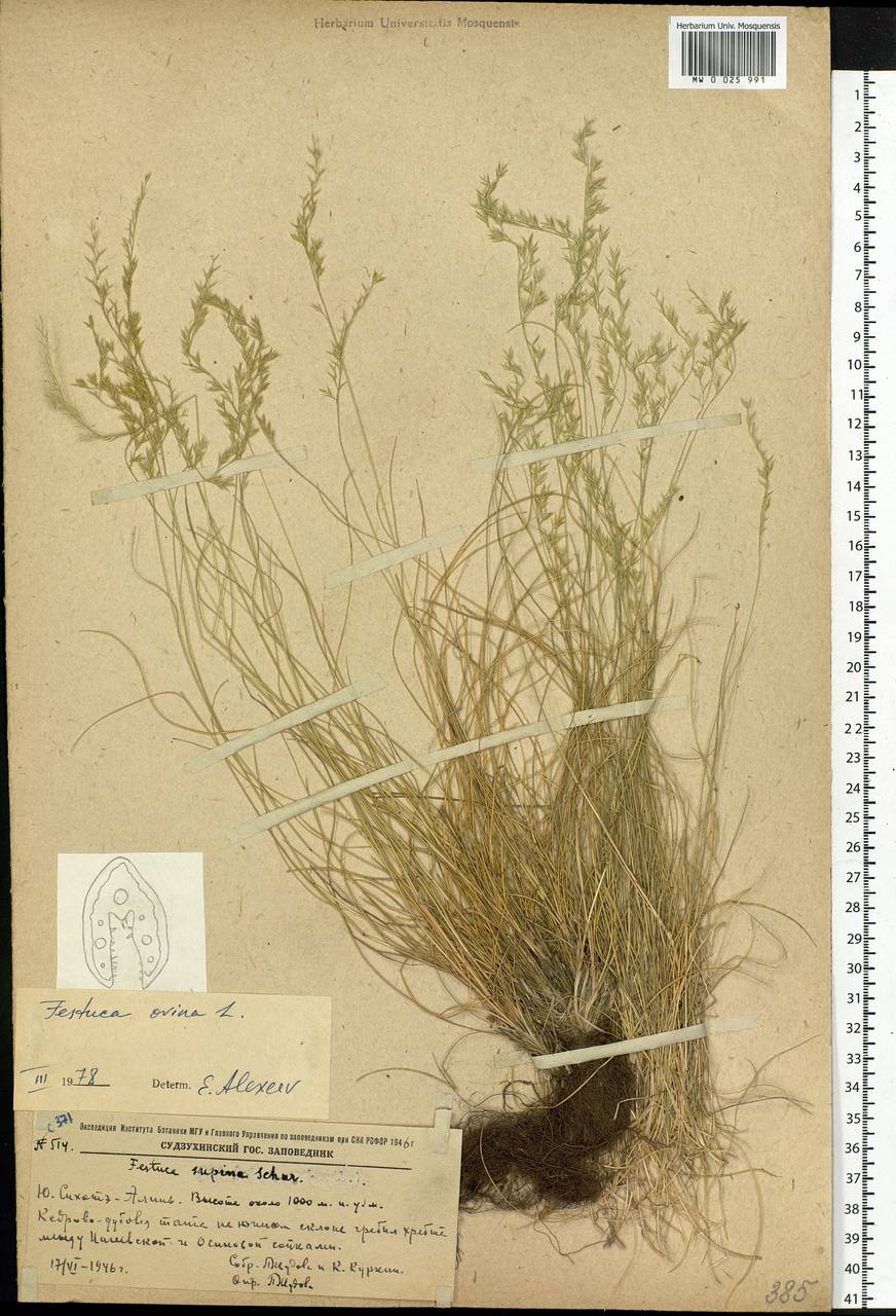 Festuca ovina L., Siberia, Russian Far East (S6) (Russia)