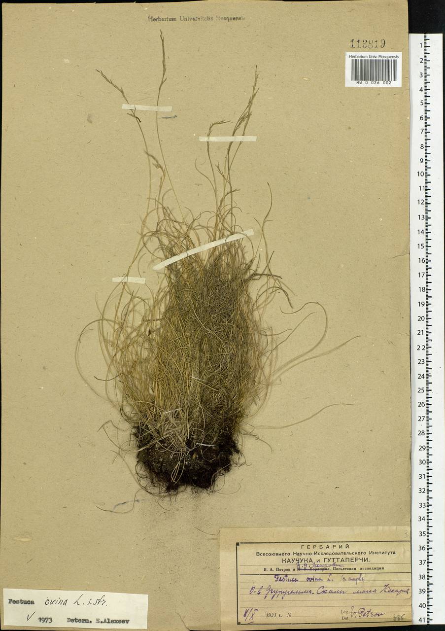 Festuca ovina L., Siberia, Russian Far East (S6) (Russia)